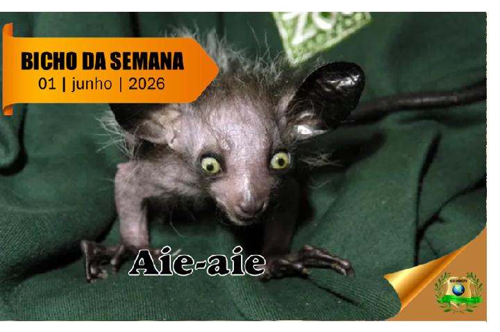 Aie-aie