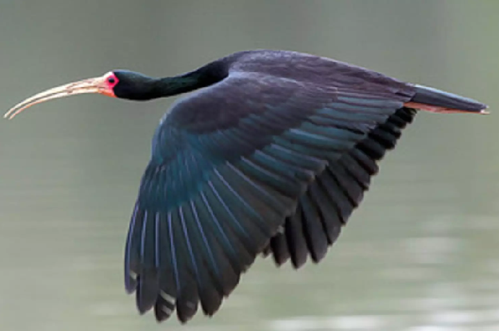 Aves misteriosas estão invadindo a região Sudeste do Brasil