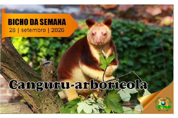 Canguru-arborícola