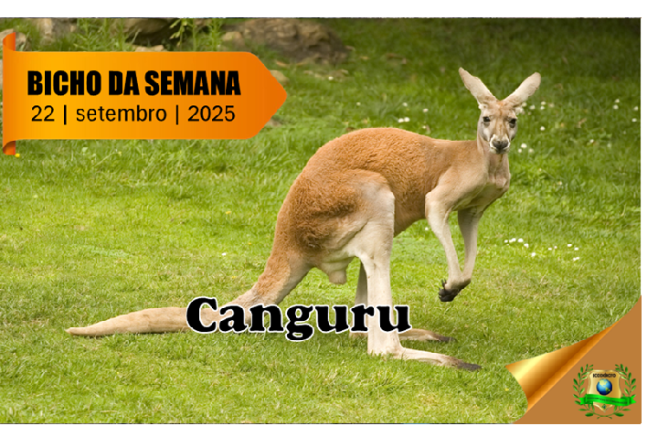 Canguru