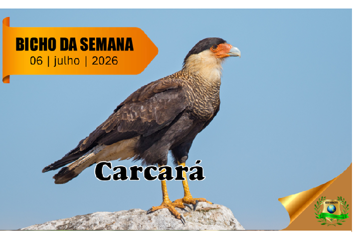 Carcará