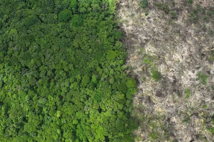 Cientistas alertam para risco da Amazônia virar savana devido à devastação