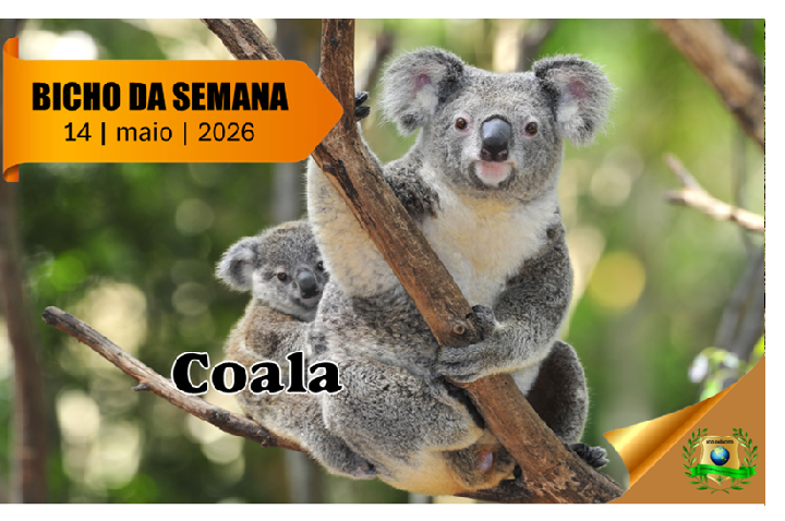 Coala