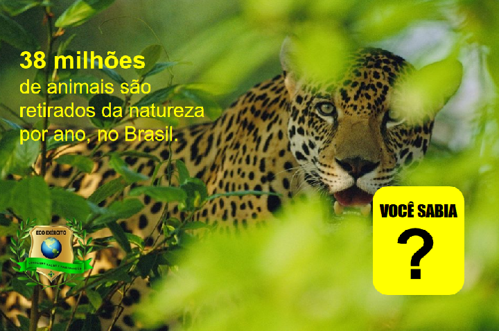 Contrabando de Animais