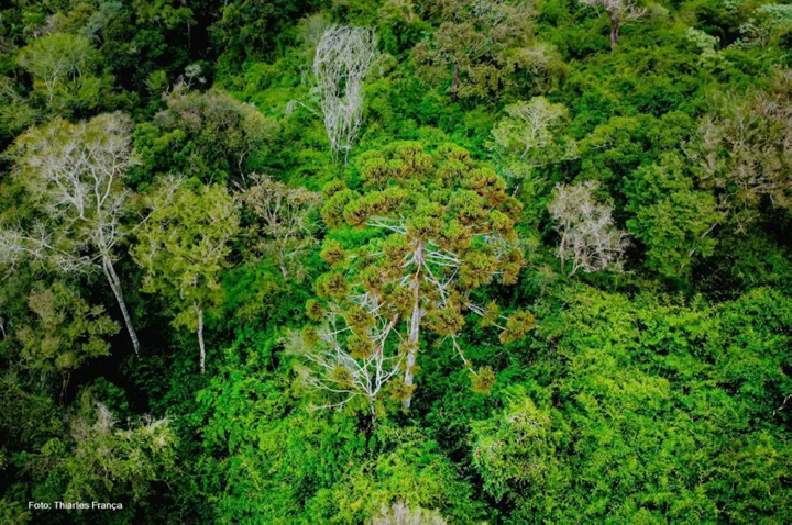 Desmatamento da Mata Atlântica cai 85% em 4 anos, no Paraná