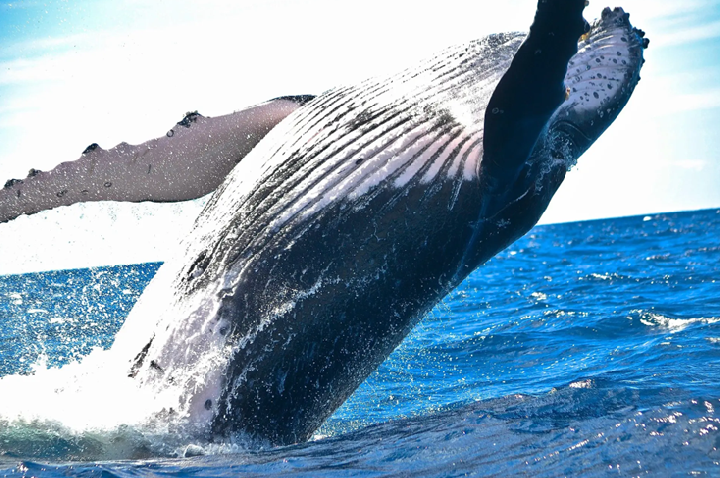 Estudo confirma que fezes das baleias contêm quantidades significativas de ferro, que podem ter fertilizado os oceanos no passado
