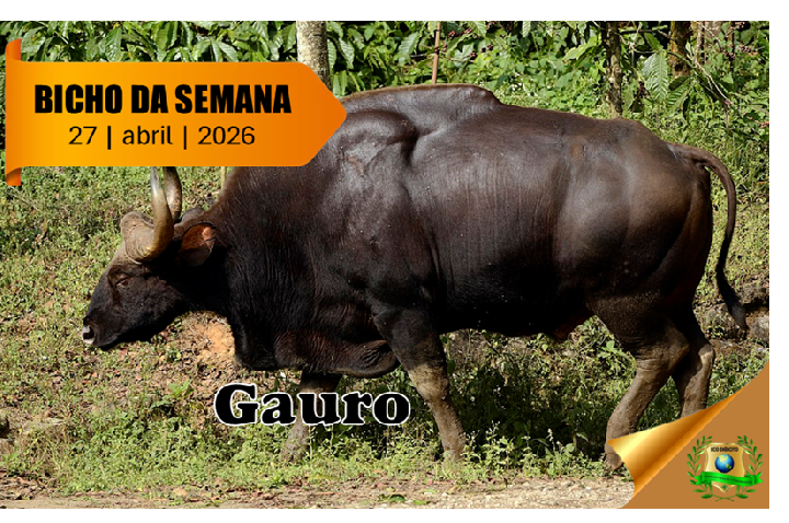 Gauro