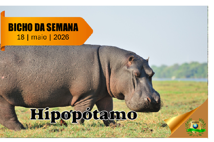 Hipopótamo