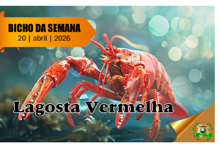 Lagosta Vermelha