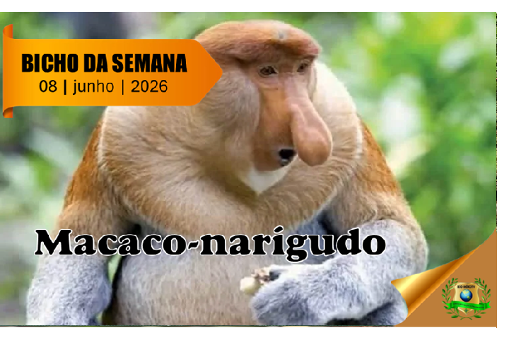 Macaco-narigudo