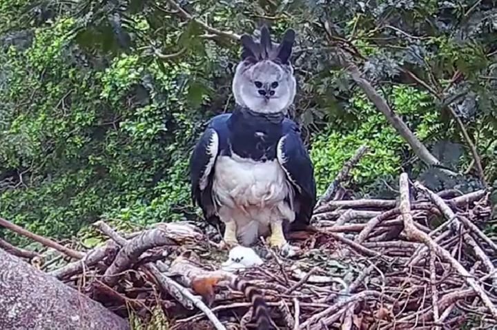 MPF apura desmate que ameaça maior águia do planeta quase extinta no Pantanal