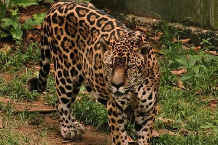 Onça-pintada do Exército conquista recorde mundial de longevidade