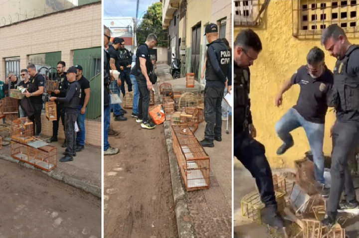 Operação contra tráfico de animais apreende 22 aves silvestres em feira na Grande Vitória