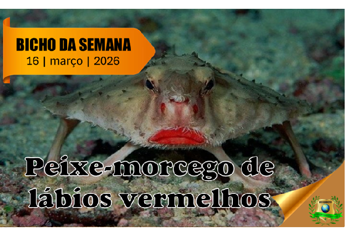 Peixe-morcego de lábios vermelhos