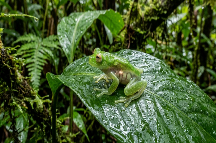 Pesquisadores identificam nova espécie em floresta tropical, descoberta amplia conhecimento da biodiversidade