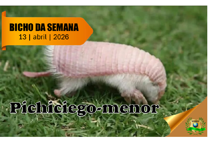 Pichiciego-menor