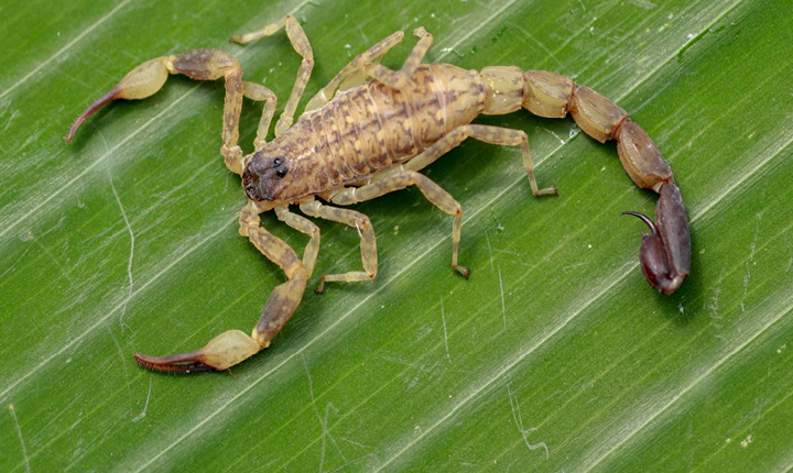 Plantas que atraem cobras e escorpiões podem estar no seu quintal e conhecer essas 7 espécies evita riscos perigosos