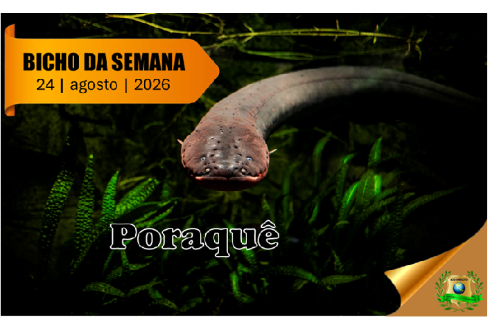 Poraquê, Peixe-elétrico da Amazônia