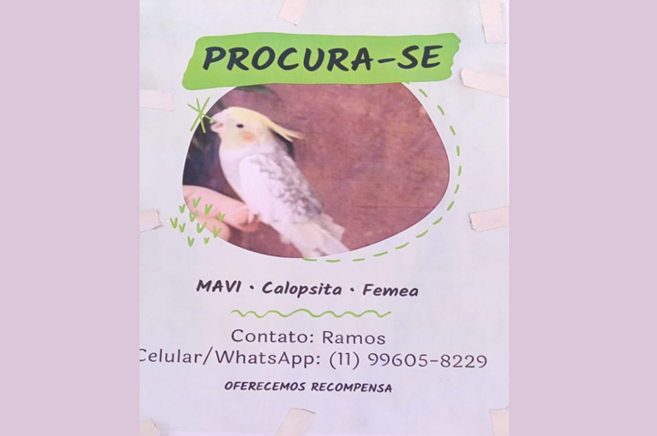 Procura-se Calopsita perdida na Cidade Tiradentes