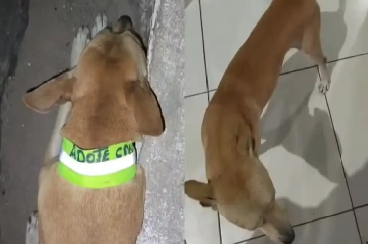 Projeto entrega coleiras refletivas para cães em situação de rua no PI; protetora denuncia roubos