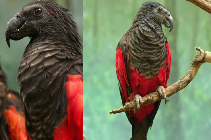 Raro Papagaio-drácula é registrado e chama a atenção por suas cores