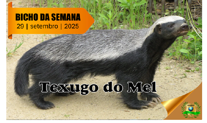 Texugo do Mel