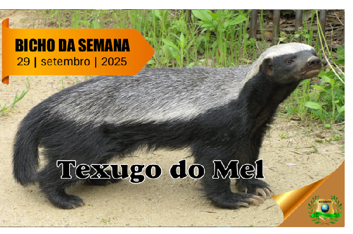 Texugo do Mel