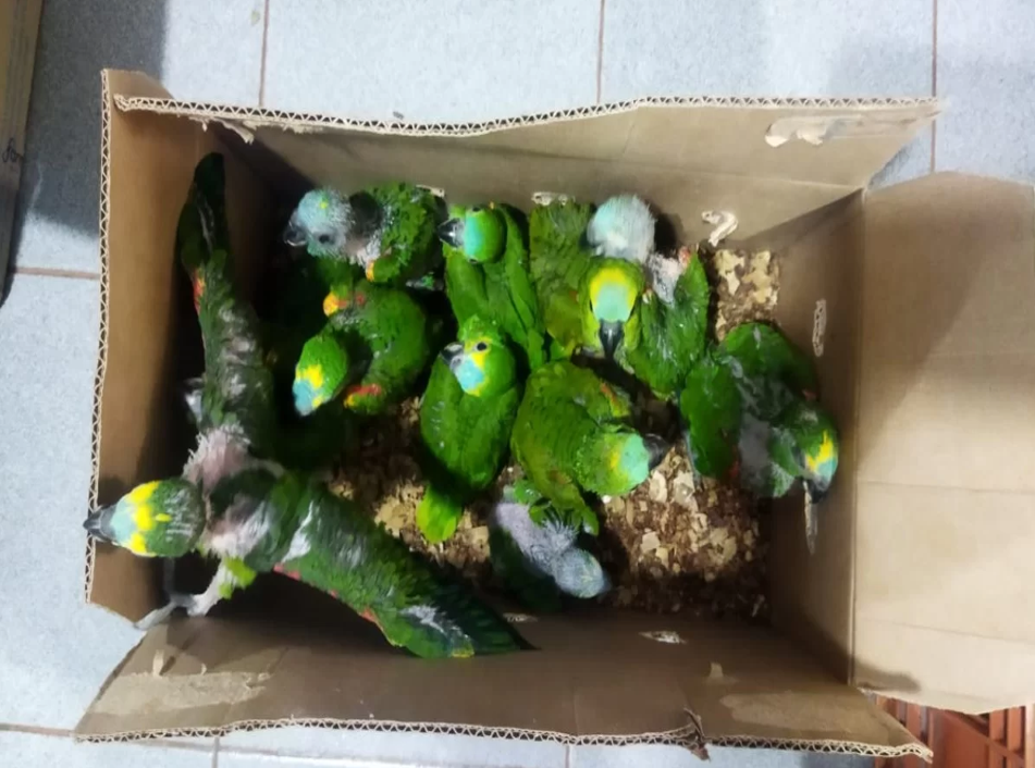 93 aves são resgatas em sítio em Teodoro Sampaio - SP