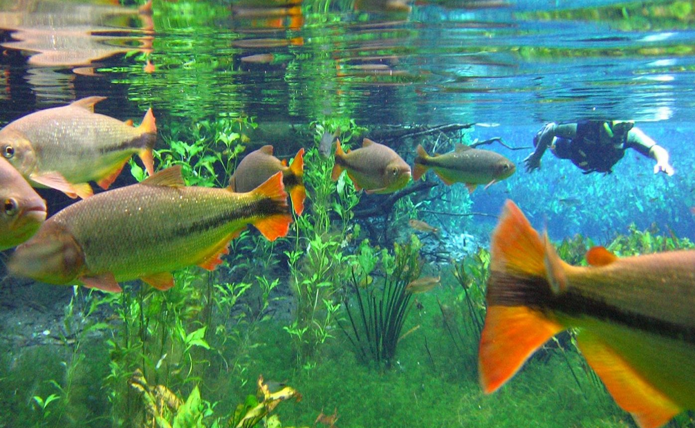 Bonito - MS