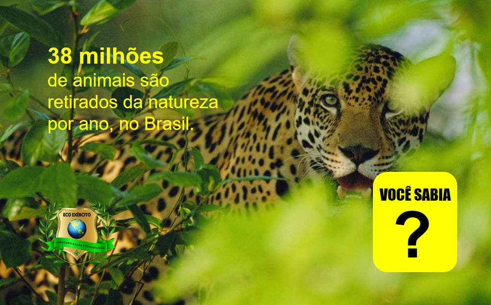 Contrabando de Animais