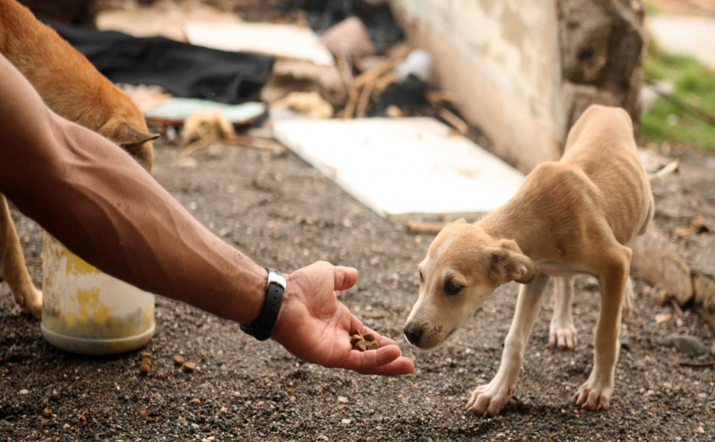 Proteção aos Animais