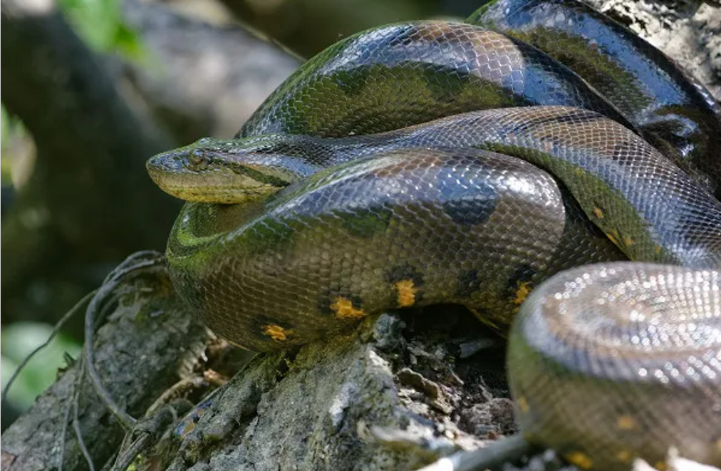 Nossa Fauna | Sucuri-Verde