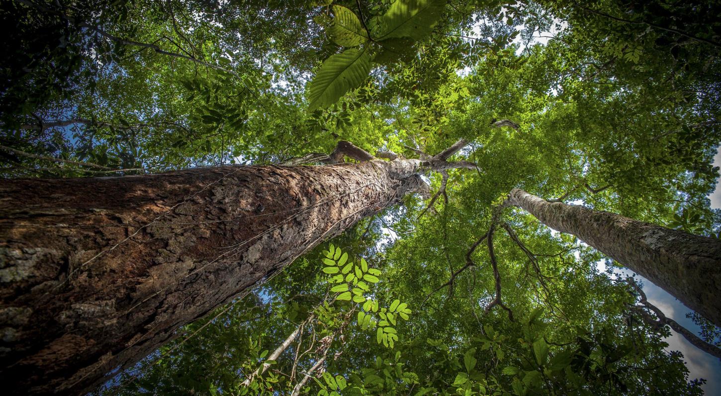 Amazônia recebe apenas 10% dos investimentos em pesquisa