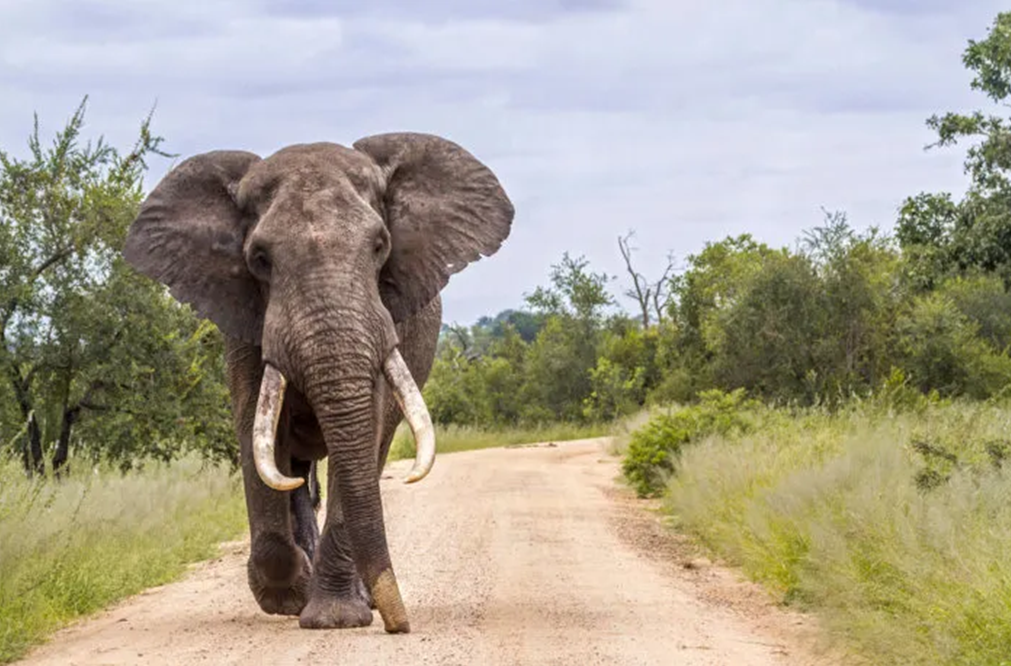 #2 - Elefante da Savana