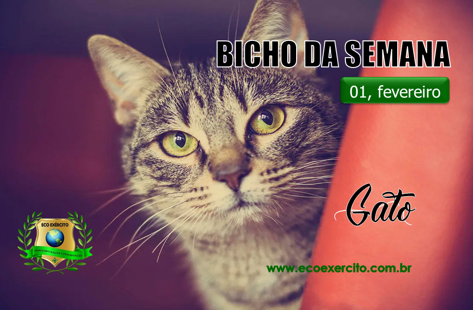 Gato