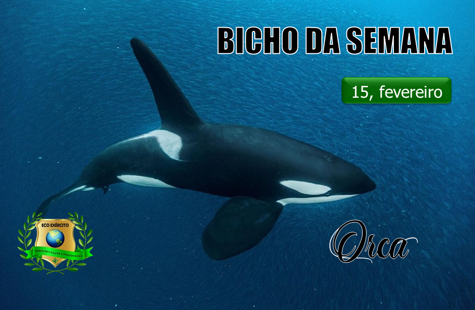 Orca