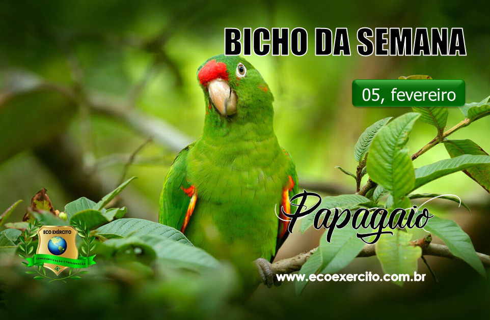 Papagaio