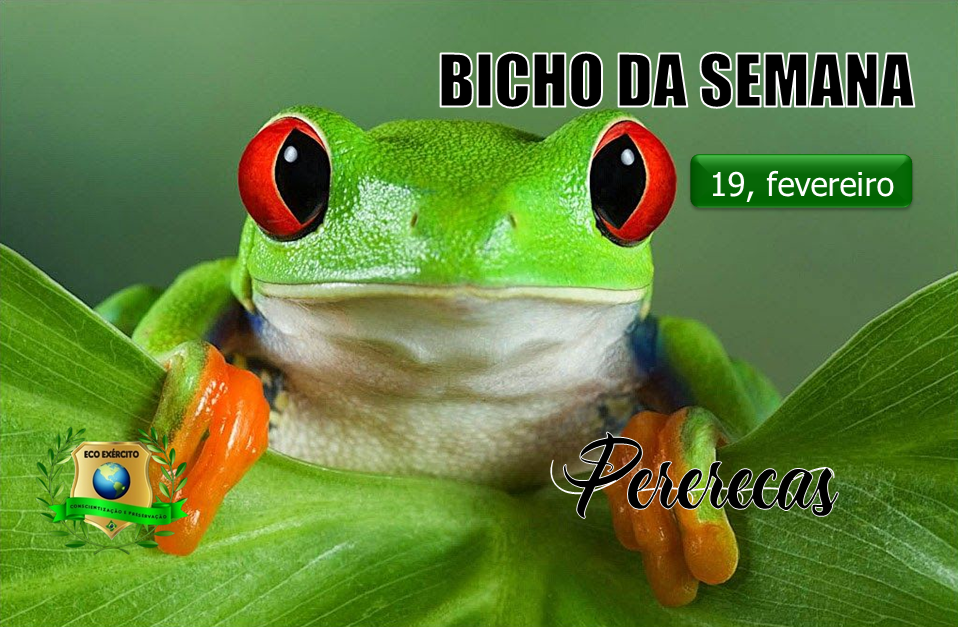 Perereca