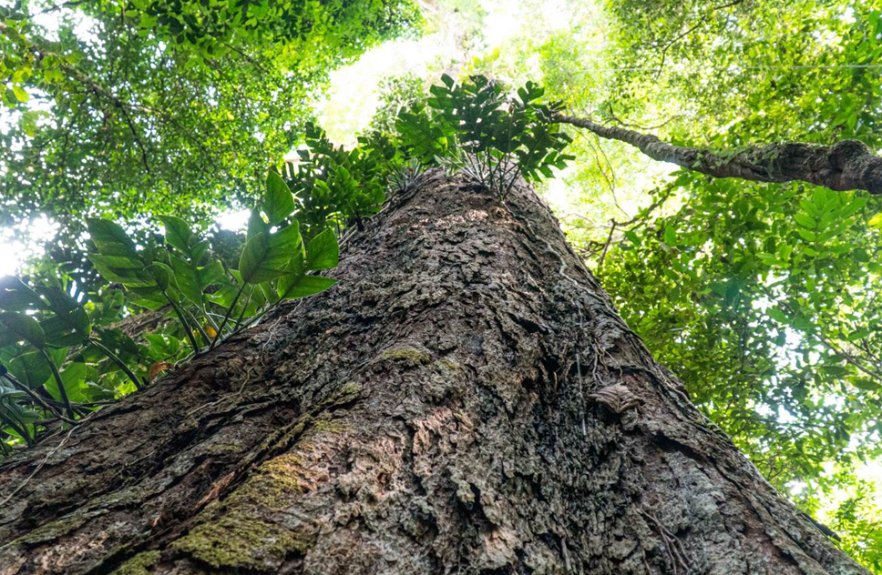 Pesquisadores investigam os mistérios das árvores gigantes da Amazônia