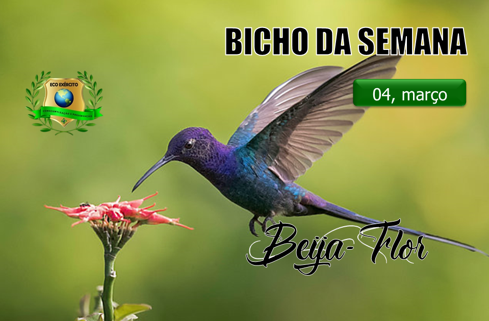 Beija-Flor