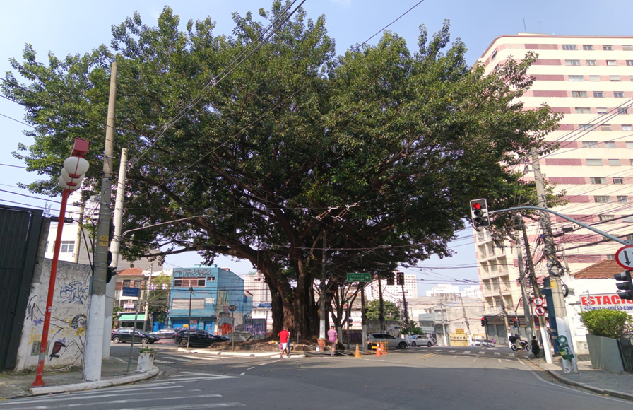 Falsa Seringueira centenária na Liberdade
