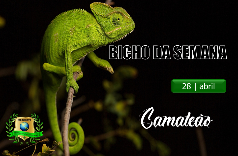 Camaleão