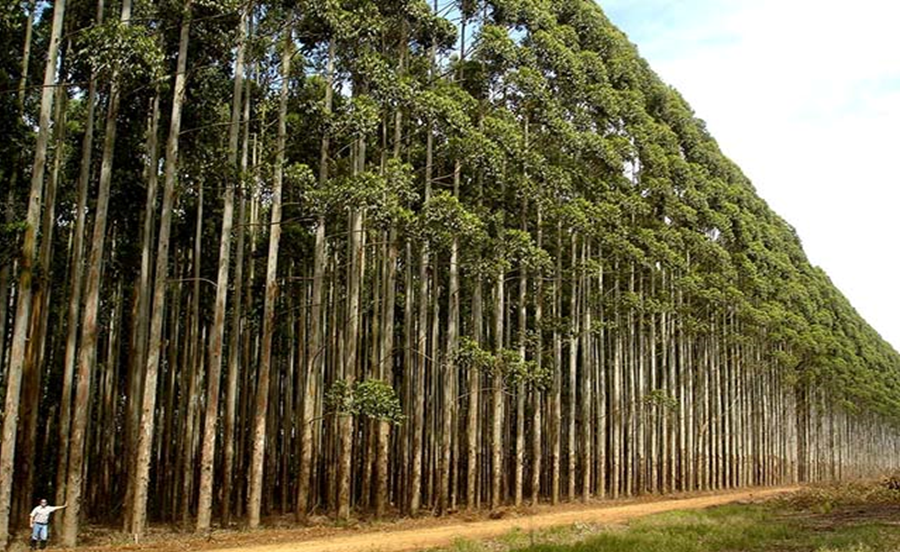 Silvicultura Tropical: Cambatendo as Mudanças Climáticas