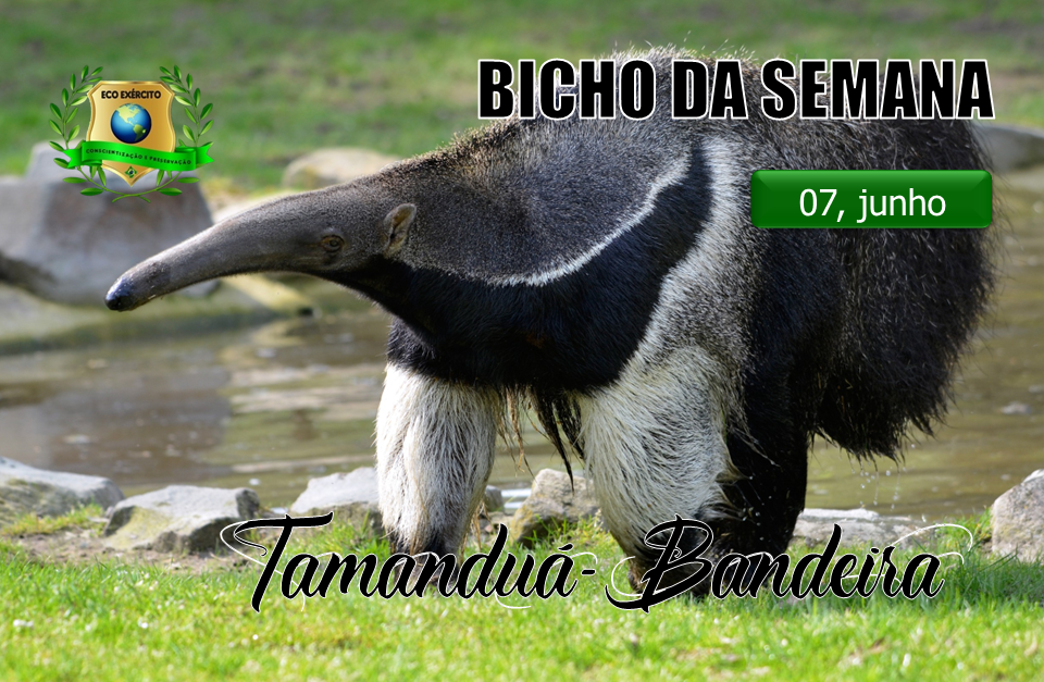 Tamanduá-Bandeira