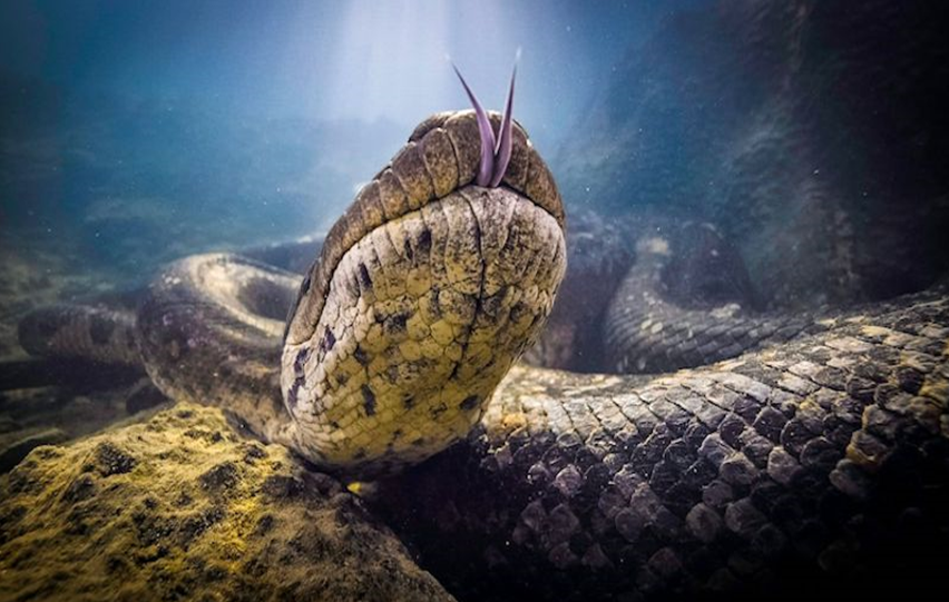Sucuri gigante, “a mais famosa do mundo”, é encontrada morta no Rio Formoso