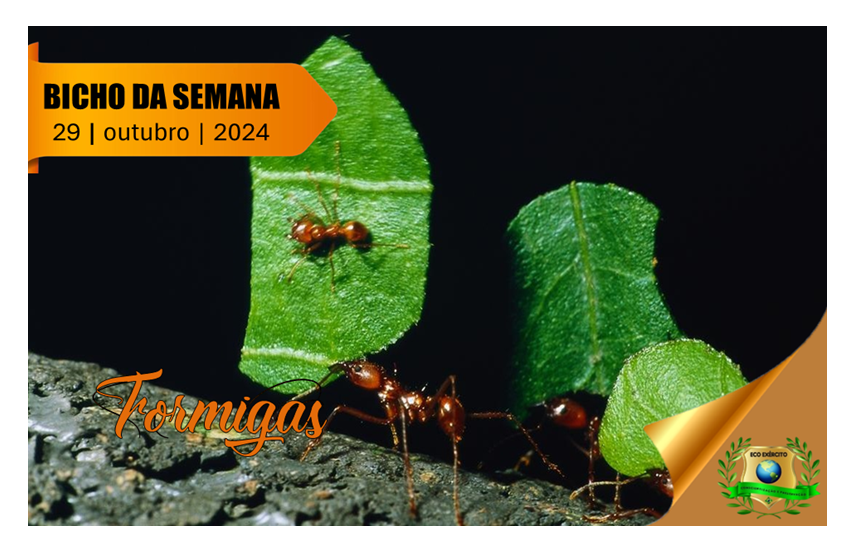 Formigas.
