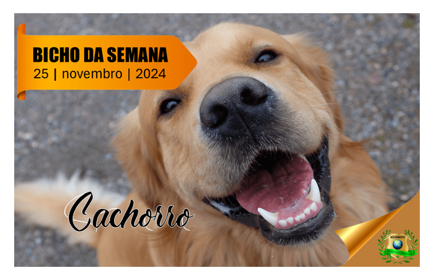 Cachorro