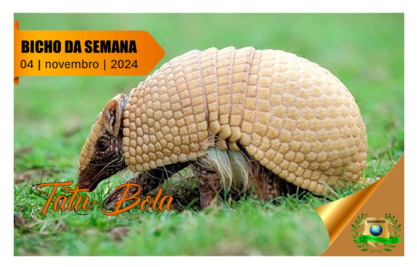 Tatu-bola.