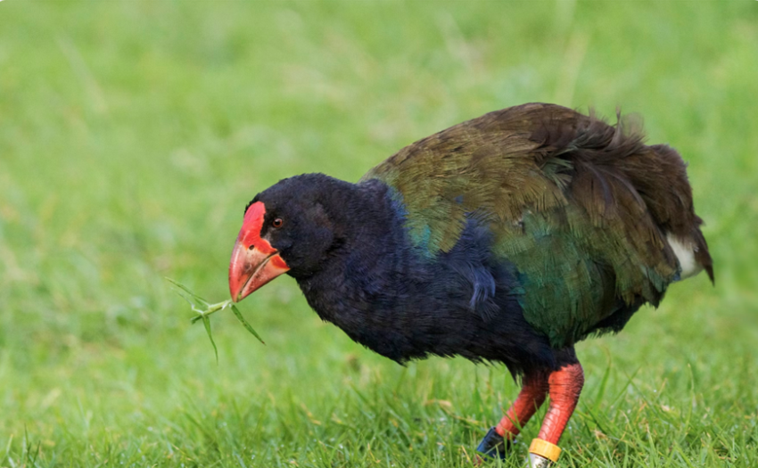 Ave pré-histórica, considerada extinta, volta à natureza e já tem diversos filhotes