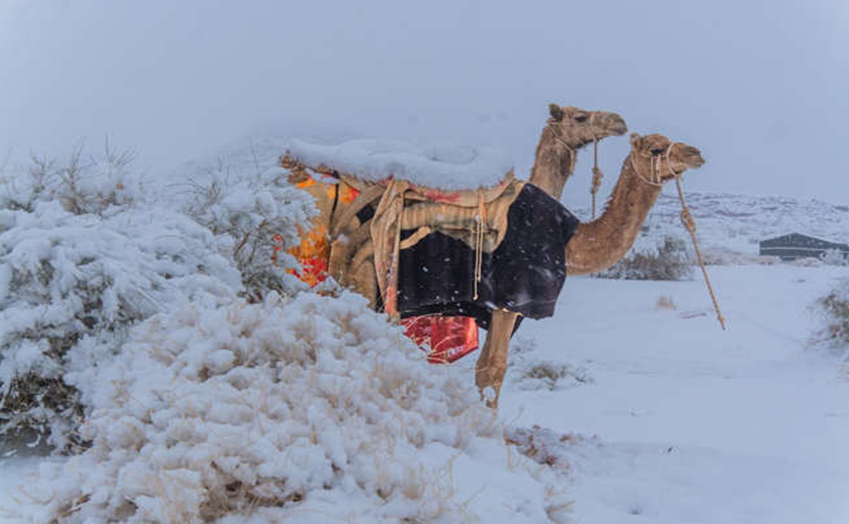 Mudanças climáticas: Desertos estão ficando irreconhecíveis